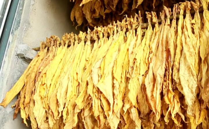 木屑顆粒燃料烘烤煙葉可以嗎？